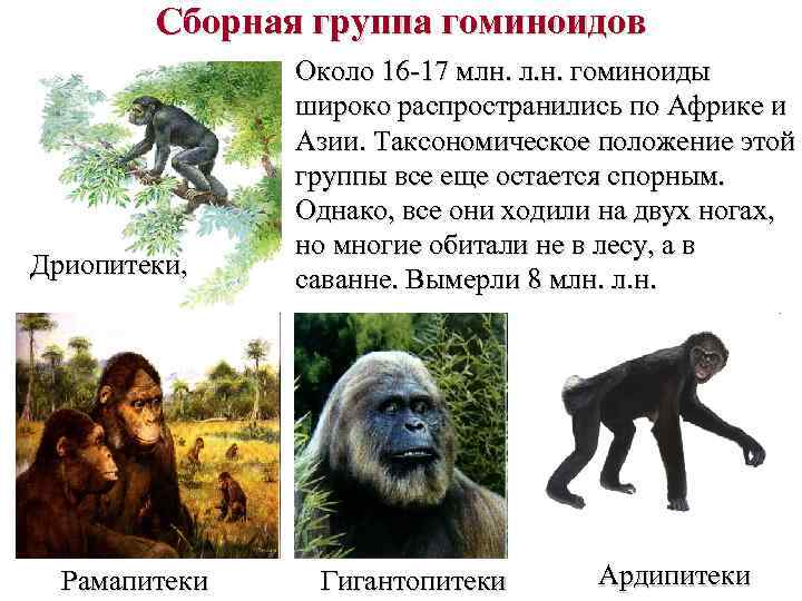 Сборная группа гоминоидов Дриопитеки, Рамапитеки Около 16 -17 млн. л. н. гоминоиды широко распространились