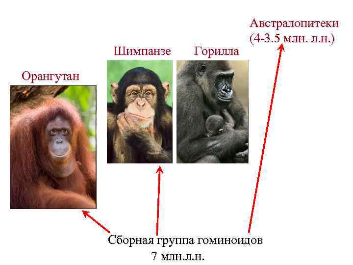 Шимпанзе Горилла Австралопитеки (4 -3. 5 млн. л. н. ) Орангутан Сборная группа гоминоидов