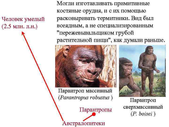 Человек умелый (2. 5 млн. л. н. ) Могли изготавливать примитивные костяные орудия, и