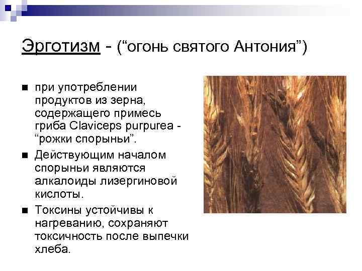 Эрготизм - (“огонь святого Антония”) при употреблении продуктов из зерна, содержащего примесь гриба Claviceps