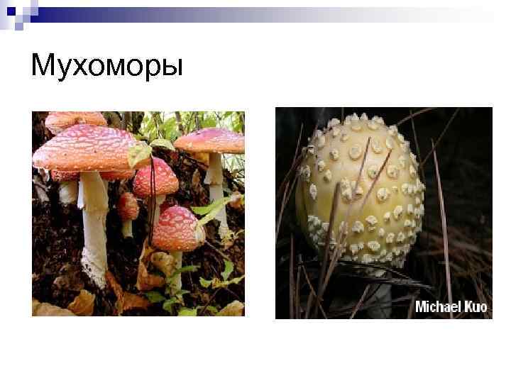 Мухоморы 