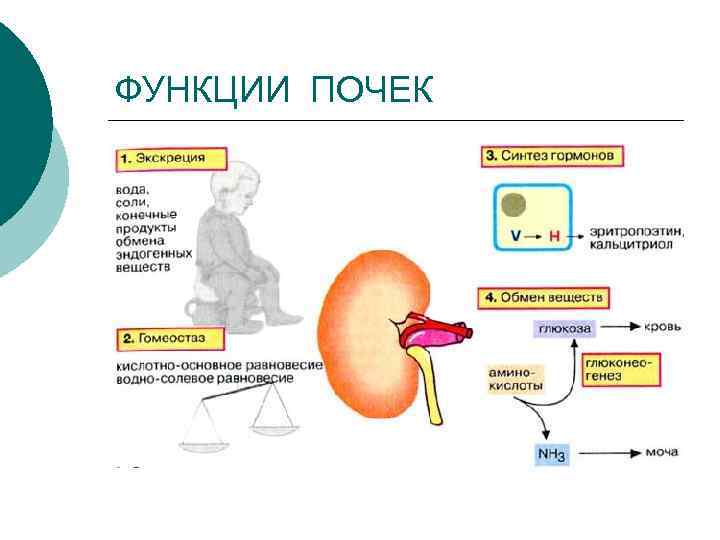 ФУНКЦИИ ПОЧЕК 