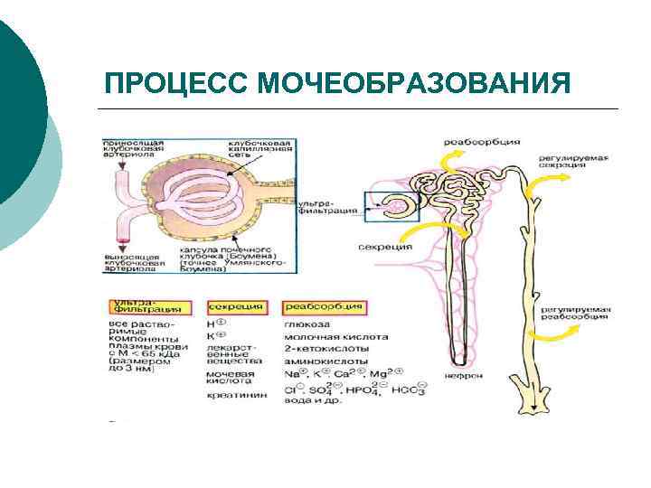 ПРОЦЕСС МОЧЕОБРАЗОВАНИЯ 