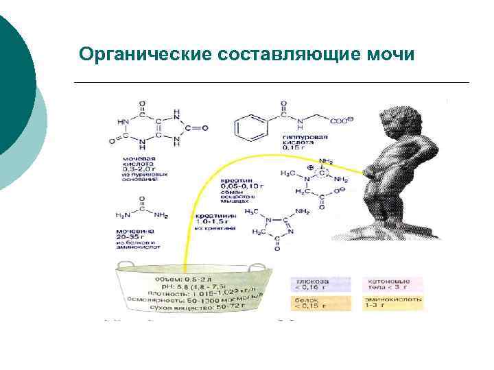 Органические составляющие мочи 