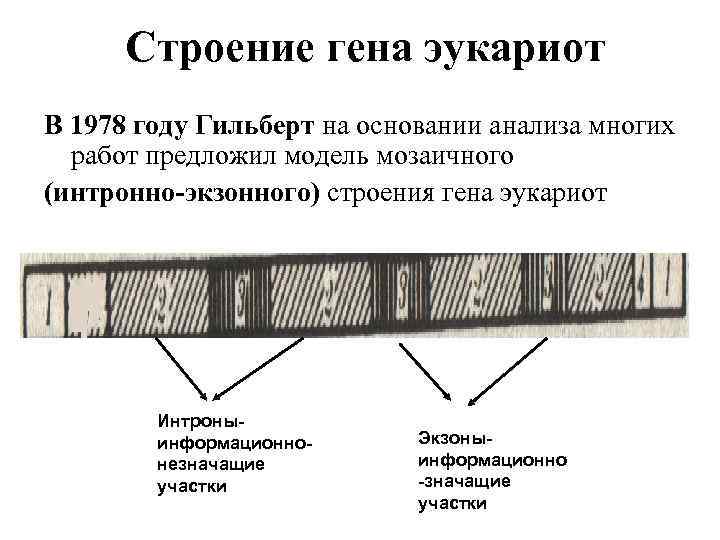 Строение гена эукариот В 1978 году Гильберт на основании анализа многих работ предложил модель