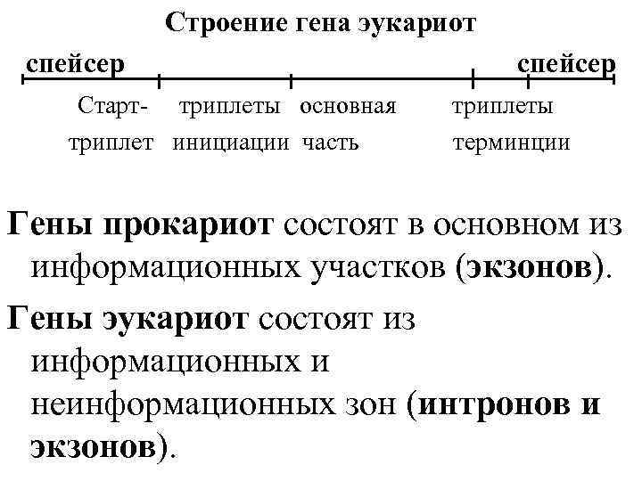 Строение гена эукариот спейсер Старт- триплеты основная триплет инициации часть спейсер триплеты терминции Гены