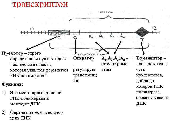 транскриптон Промотор – строго определенная нуклеотидная последовательность, которая узнается ферментом РНК полимеразой. Функция: 1)