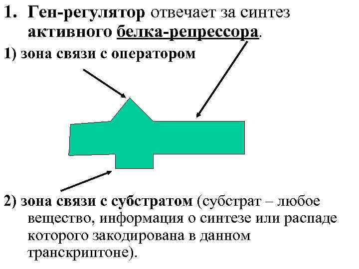 1. Ген-регулятор отвечает за синтез активного белка-репрессора. 1) зона связи с оператором 2) зона