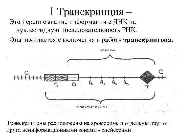 ⅠТранскрипция – Это переписывание информации с ДНК на нуклеотидную последовательность РНК. Она начинается с