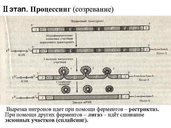 Ⅱэтап. Процессинг (созревание) Вырезка интронов идет при помощи ферментов – рестриктаз. При помощи других