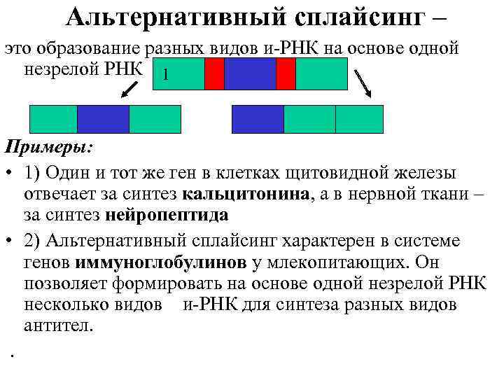 Альтернативный сплайсинг – это образование разных видов и-РНК на основе одной незрелой РНК 1