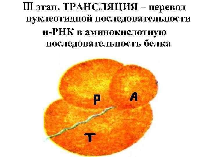 Ⅲ этап. ТРАНСЛЯЦИЯ – перевод нуклеотидной последовательности и-РНК в аминокислотную последовательность белка 