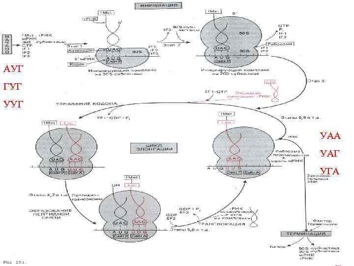 АУГ ГУГ УАА УАГ УГА 