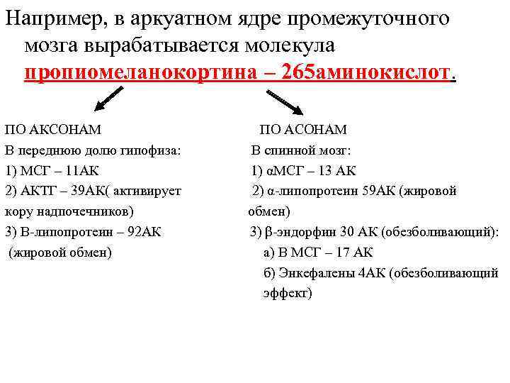 Например, в аркуатном ядре промежуточного мозга вырабатывается молекула пропиомеланокортина – 265 аминокислот. ПО АКСОНАМ