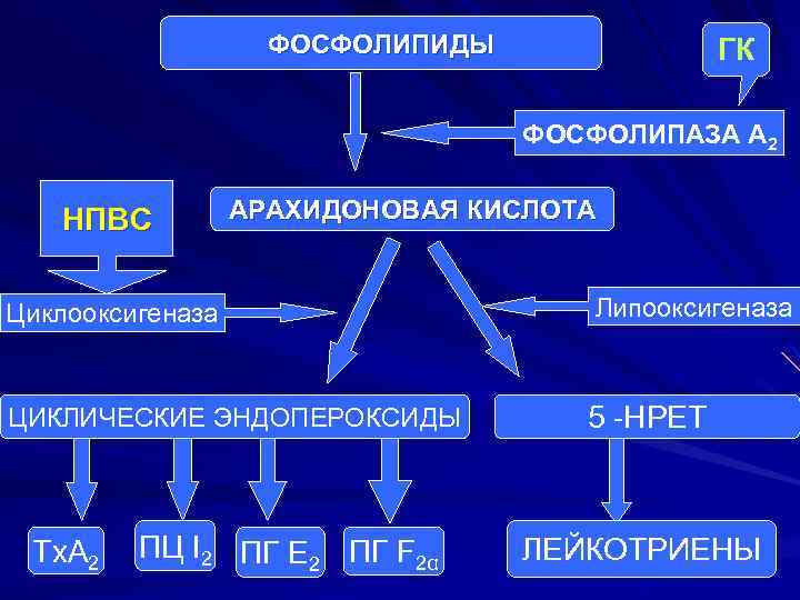 Цикл арахидоновой кислоты схема