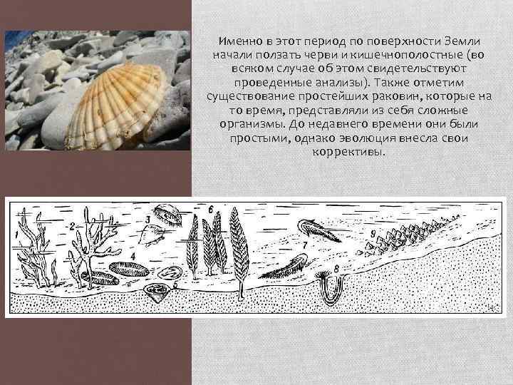 Именно в этот период по поверхности Земли начали ползать черви и кишечнополостные (во всяком