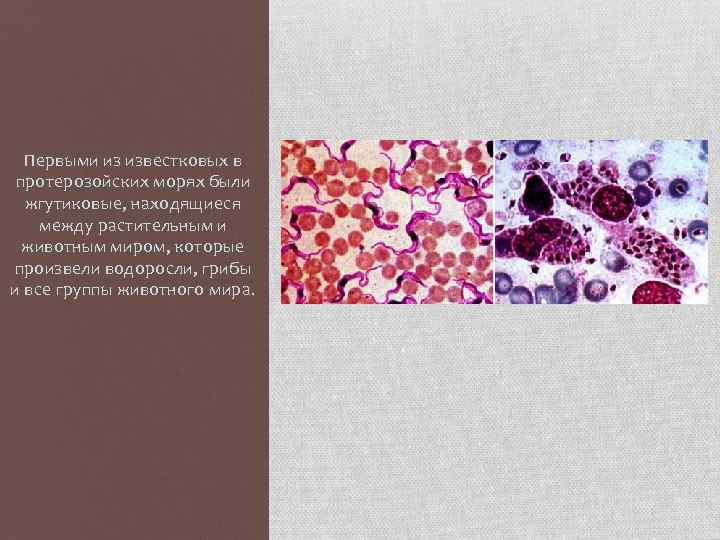 Первыми из известковых в протерозойских морях были жгутиковые, находящиеся между растительным и животным миром,