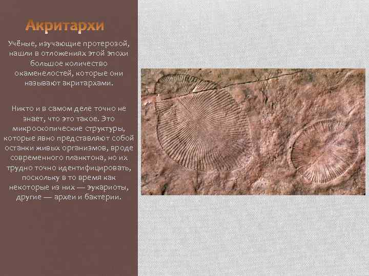 Учёные, изучающие протерозой, нашли в отложениях этой эпохи большое количество окаменелостей, которые они называют