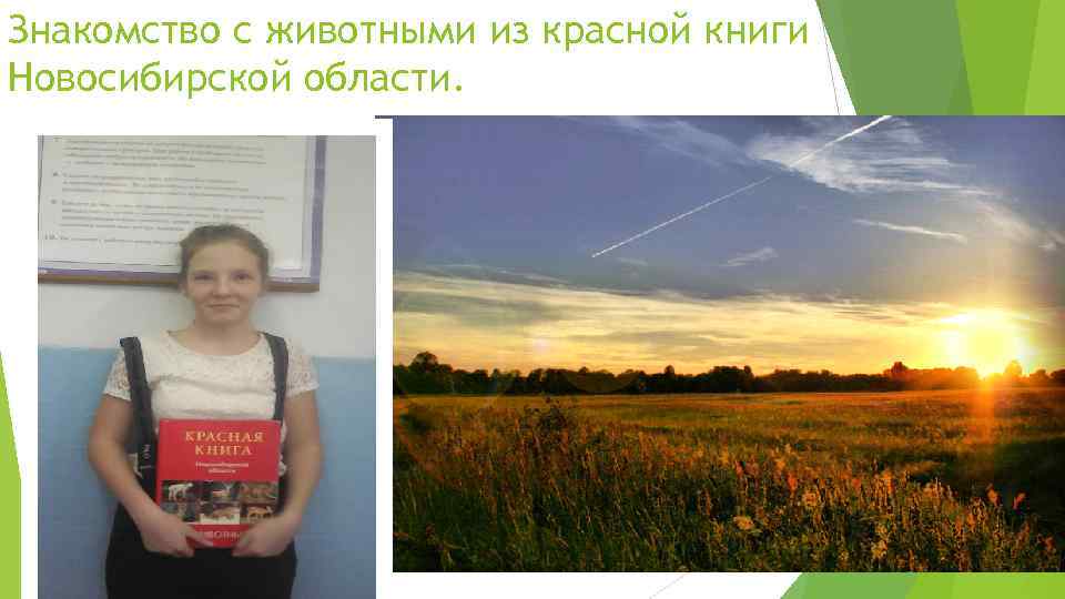 Знакомство с животными из красной книги Новосибирской области. 