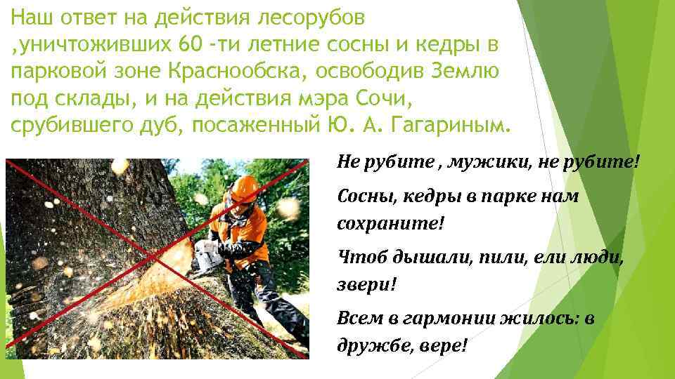 Наш ответ на действия лесорубов , уничтоживших 60 -ти летние сосны и кедры в