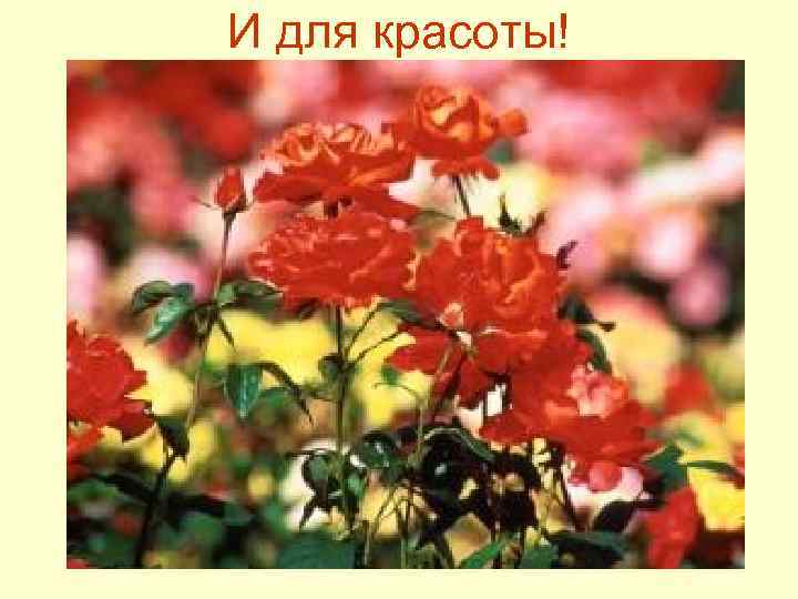 И для красоты! 