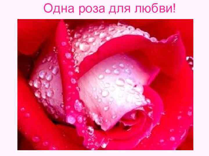 Одна роза для любви! 