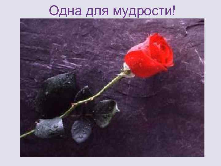 Одна для мудрости! 