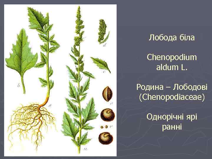 Лобода біла Chenopodium aldum L. Родина – Лободові (Chenopodiaceae) Однорічні ярі ранні 
