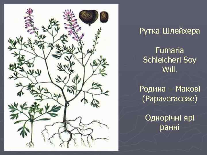 Рутка Шлейхера Fumaria Schleicheri Soy Will. Родина – Макові (Papaveraceae) Однорічні ярі ранні 