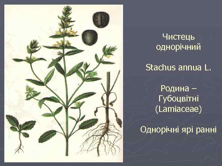 Чистець однорічний Stachus annua L. Родина – Губоцвітні (Lamiaceae) Однорічні ярі ранні 