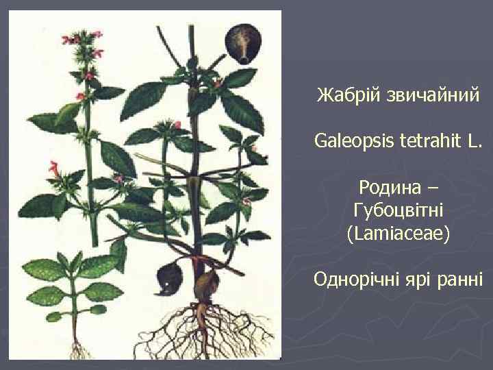 Жабрій звичайний Galeopsis tetrahit L. Родина – Губоцвітні (Lamiaceae) Однорічні ярі ранні 