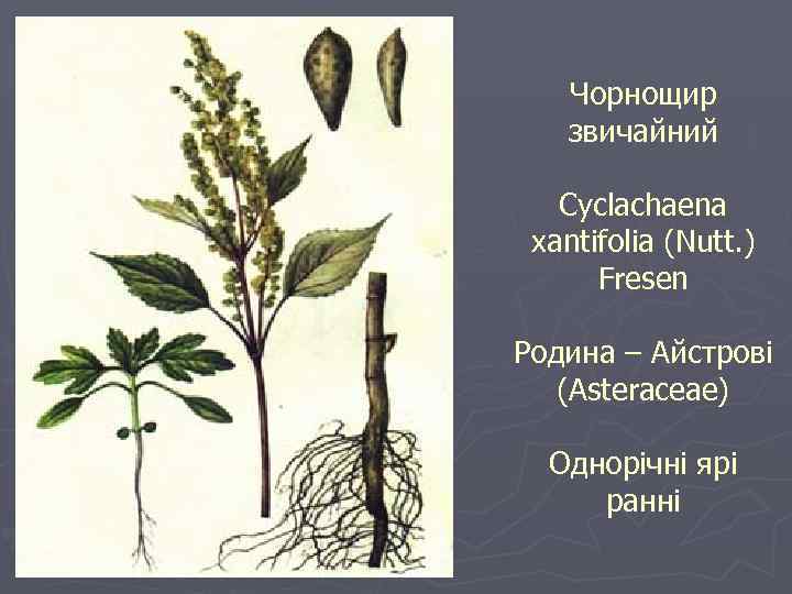 Чорнощир звичайний Cyclachaena xantifolia (Nutt. ) Fresen Родина – Айстрові (Asteraceae) Однорічні ярі ранні