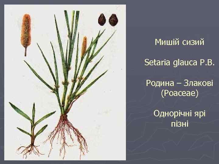 Мишій сизий Setaria glauca P. B. Родина – Злакові (Poaceae) Однорічні ярі пізні 