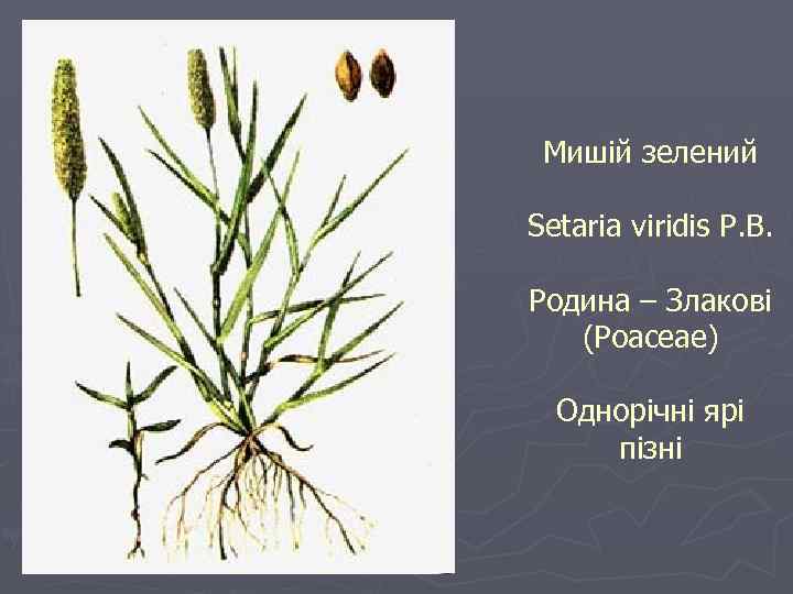 Мишій зелений Setaria viridis P. B. Родина – Злакові (Poaceae) Однорічні ярі пізні 