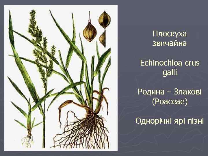 Плоскуха звичайна Echinochloa crus galli Родина – Злакові (Poaceae) Однорічні ярі пізні 
