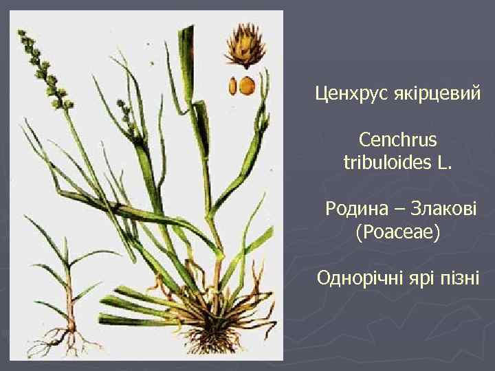 Ценхрус якірцевий Cenchrus tribuloides L. Родина – Злакові (Poaceae) Однорічні ярі пізні 