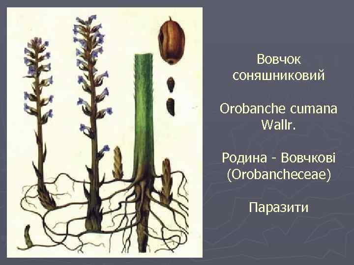 Вовчок соняшниковий Orobanche cumana Wallr. Родина - Вовчкові (Orobancheceae) Паразити 
