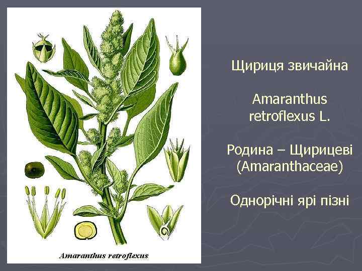 Щириця звичайна Amaranthus retroflexus L. Родина – Щирицеві (Amaranthaceae) Однорічні ярі пізні 