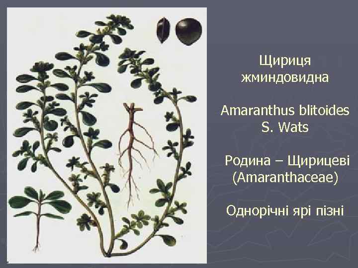 Щириця жминдовидна Amaranthus blitoides S. Wats Родина – Щирицеві (Amaranthaceae) Однорічні ярі пізні 