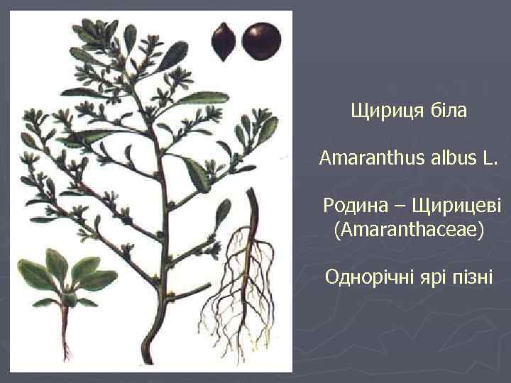 Щириця біла Amaranthus albus L. Родина – Щирицеві (Amaranthaceae) Однорічні ярі пізні 