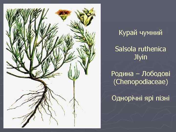 Курай чумний Salsola ruthenica Jlyin Родина – Лободові (Chenopodiaceae) Однорічні ярі пізні 