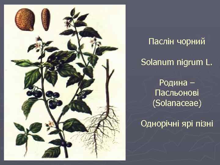 Паслін чорний Solanum nigrum L. Родина – Пасльонові (Solanaceae) Однорічні ярі пізні 