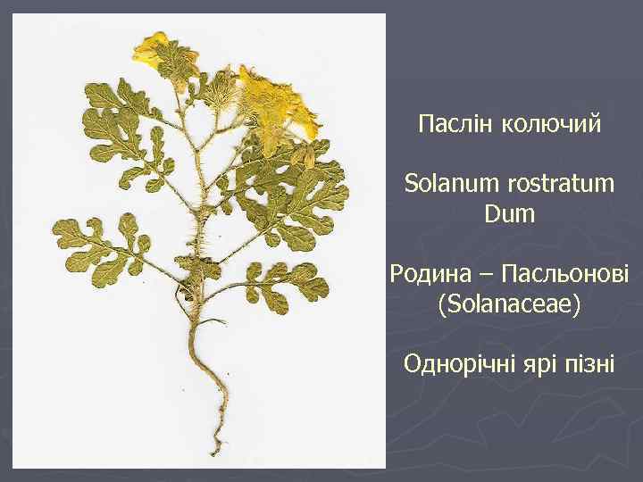 Паслін колючий Solanum rostratum Dum Родина – Пасльонові (Solanaceae) Однорічні ярі пізні 