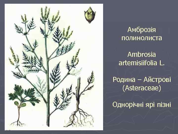 Амброзія полинолиста Ambrosia artemisiifolia L. Родина – Айстрові (Asteraceae) Однорічні ярі пізні 