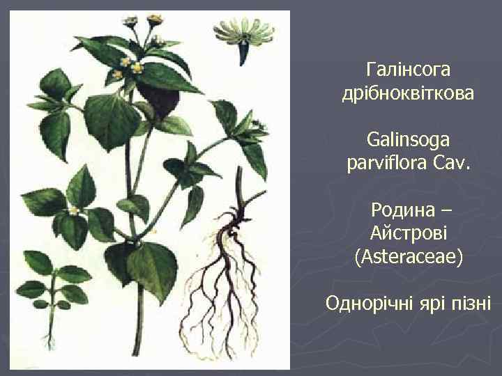 Галінсога дрібноквіткова Galinsoga parviflora Cav. Родина – Айстрові (Asteraceae) Однорічні ярі пізні 