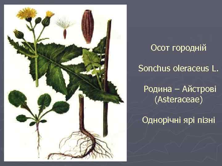Осот городній Sonchus oleraceus L. Родина – Айстрові (Asteraceae) Однорічні ярі пізні 