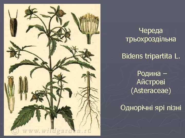 Череда трьохроздільна Bidens tripartita L. Родина – Айстрові (Asteraceae) Однорічні ярі пізні 