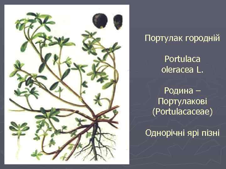Портулак городній Portulaca oleracea L. Родина – Портулакові (Portulacaceae) Однорічні ярі пізні 