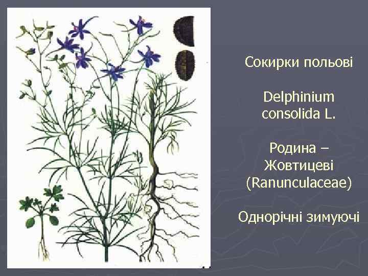 Сокирки польові Delphinium consolida L. Родина – Жовтицеві (Ranunculaceae) Однорічні зимуючі 