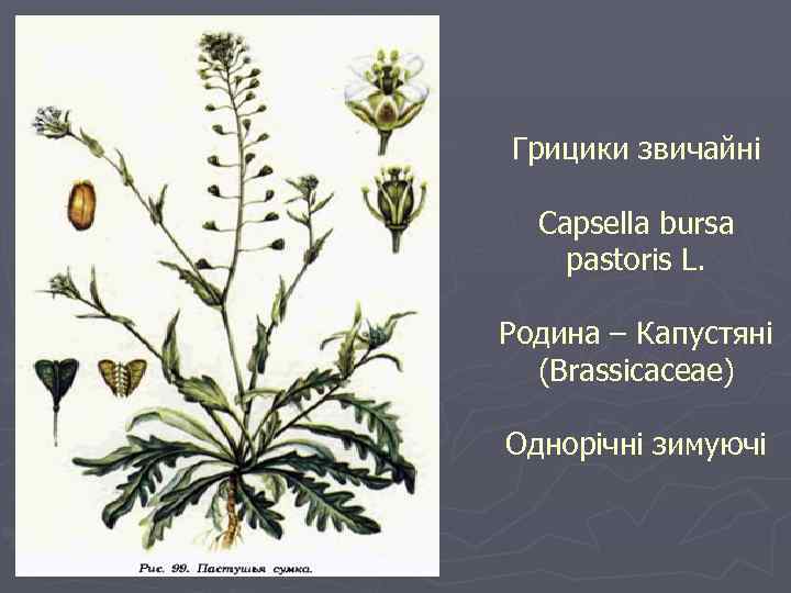 Грицики звичайні Capsella bursa pastoris L. Родина – Капустяні (Brassicaceae) Однорічні зимуючі 